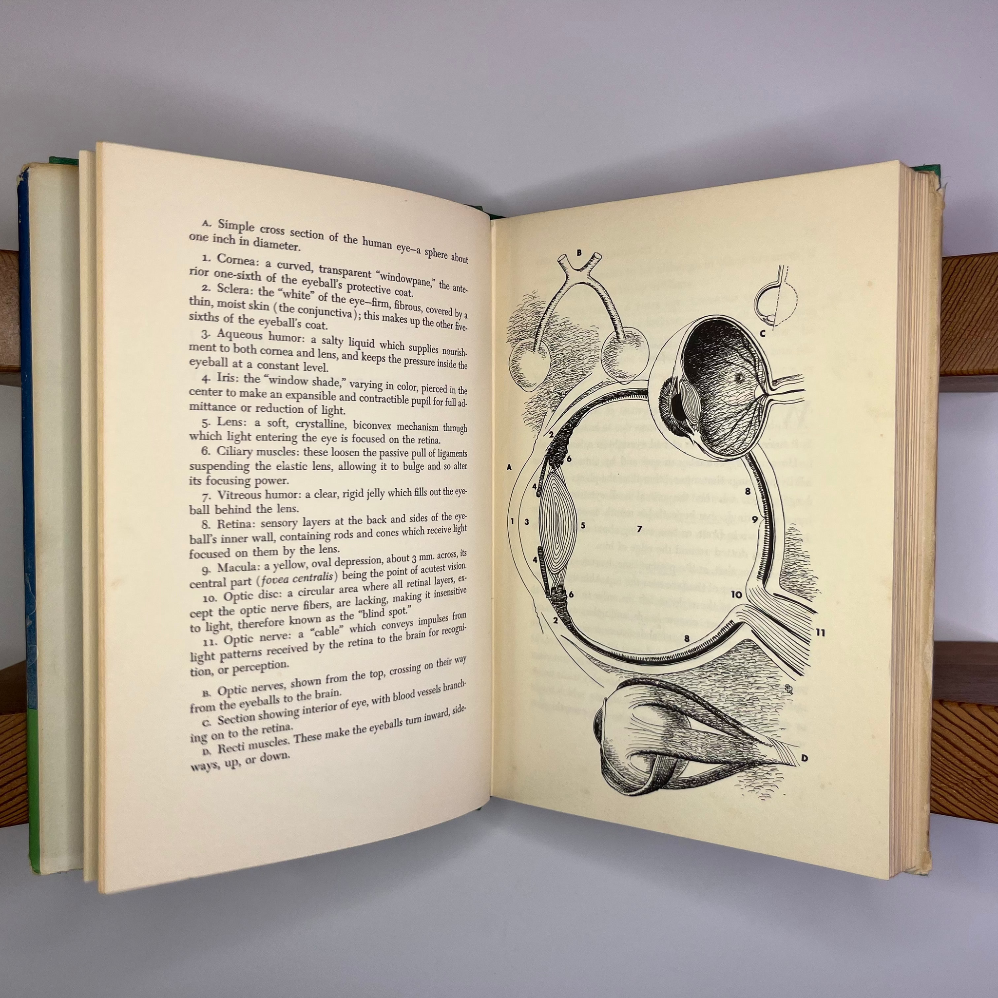 1958 The Story Of Eyes by S. Sutton. Vane
