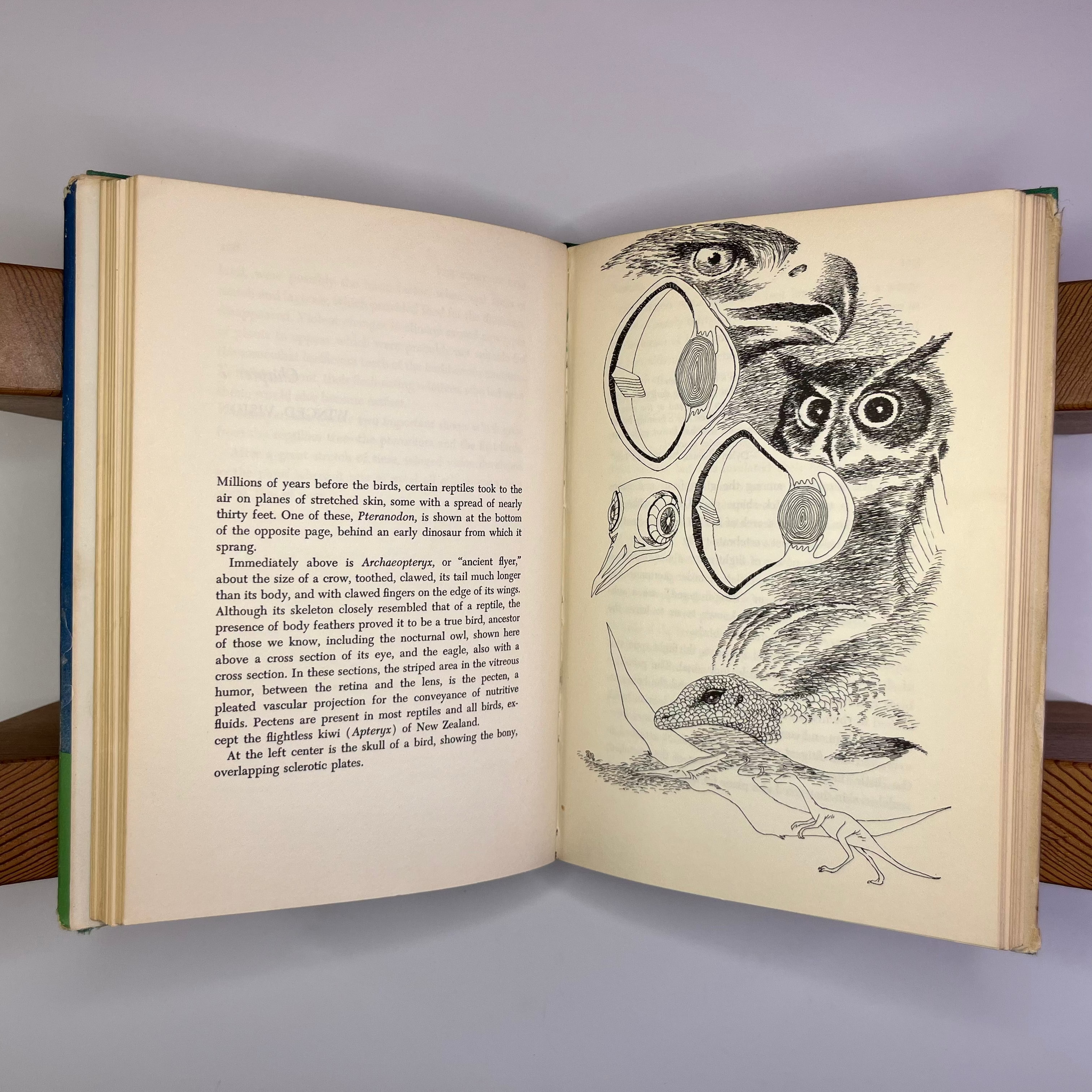 1958 The Story Of Eyes by S. Sutton. Vane